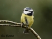 Oiseaux Mésange bleue (Cyanistes caeruleus)