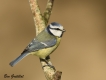 Oiseaux Mésange bleue (Cyanistes caeruleus)