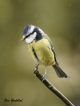 Oiseaux Mésange bleue (Cyanistes caeruleus)