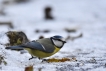 Oiseaux Mésange bleue (Cyanistes caeruleus)