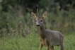 Mammifères Chevreuil (Capreolus capreolus)