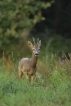 Mammifères Chevreuil (Capreolus capreolus)