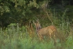 Mammifères Chevreuil (Capreolus capreolus)