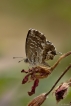 Insectes Brun des pélargoniums (Cacyreus marshalli)