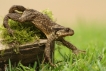 Amphibiens Crapaud commun (Bufo bufo)