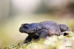 Amphibiens Crapaud commun (Bufo bufo)