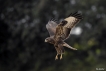 Oiseaux Buse variable (Buteo Buteo)