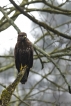 Oiseaux Buse variable (Buteo Buteo)