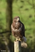 Oiseaux Buse variable (Buteo Buteo)