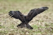 Oiseaux Buse variable (Buteo Buteo)