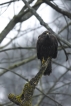 Oiseaux Buse variable (Buteo Buteo)