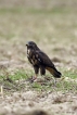 Oiseaux Buse variable (Buteo Buteo)