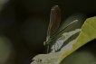 Insectes Caloptéryx vierge méridional (Calopteryx virgo meridionalis)