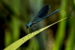 Insectes Caloptéryx vierge méridional (Calopteryx virgo meridionalis)