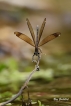 Insectes Caloptéryx hémorroïdal (Calopteryx haemorrhoidalis)