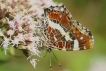 Insectes Carte géographique (Araschnia levana)