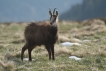 Mammifères Chamois (Rupicapra rupicapra)