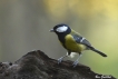 Oiseaux Mésange charbonnière (Parus major)