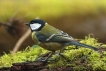 Oiseaux Mésange charbonnière (Parus major)