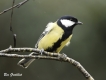 Oiseaux Mésange charbonnière (Parus major)