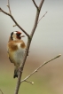 Oiseaux Chardonneret élégant (Carduelis carduelis)