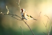 Oiseaux Chardonneret élégant (Carduelis carduelis)