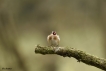 Oiseaux Chardonneret élégant (Carduelis carduelis)