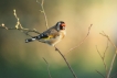 Oiseaux Chardonneret élégant (Carduelis carduelis)