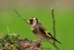 Oiseaux Chardonneret élégant (Carduelis carduelis)