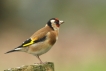 Oiseaux Chardonneret élégant (Carduelis carduelis)