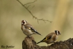 Oiseaux Chardonneret élégant (Carduelis carduelis)