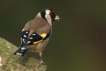 Oiseaux Chardonneret élégant (Carduelis carduelis)