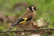 Oiseaux Chardonneret élégant (Carduelis carduelis)