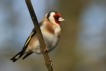 Oiseaux Chardonneret élégant (Carduelis carduelis)