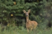 Mammifères Chevreuil (Capreolus capreolus)