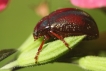 Insectes Chrysomèle de Banks (Chrysolina bankii)