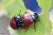 Insectes Chrysomèle du peuplier (Melasoma populi)