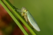 Insectes Cicadelle verte (Empoasca vitis)