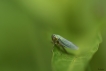 Insectes Cicadelle verte (Empoasca vitis)