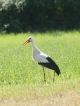 Oiseaux Cigogne blanche (Ciconia ciconia)