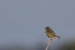 Oiseaux Cisticole des joncs (Cisticola juncidis)