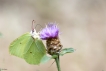 Insectes Citron (Gonepteryx rhamni)