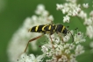 Insectes clyte bélier (Clytus arietis)