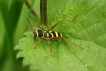 Insectes clyte bélier (Clytus arietis)