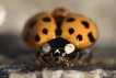 Insectes Coccinelle asiatique (Harmonia axyridis)