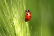 Insectes Coccinelle à 7 points (Coccinella septempunctata)