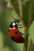 Insectes Coccinelle à 7 points (Coccinella septempunctata)