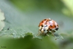 Insectes Coccinelle asiatique (Harmonia axyridis)