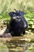 Oiseaux Corneille noire (Corvus corone)