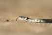 Reptiles Couleuvre à collier (Natrix natrix)